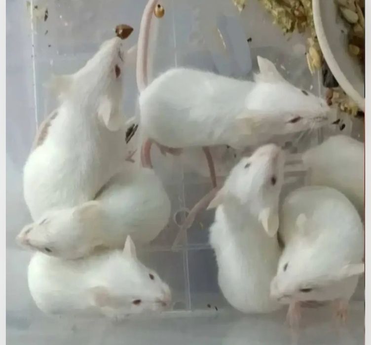 Мыши лабораторные белые