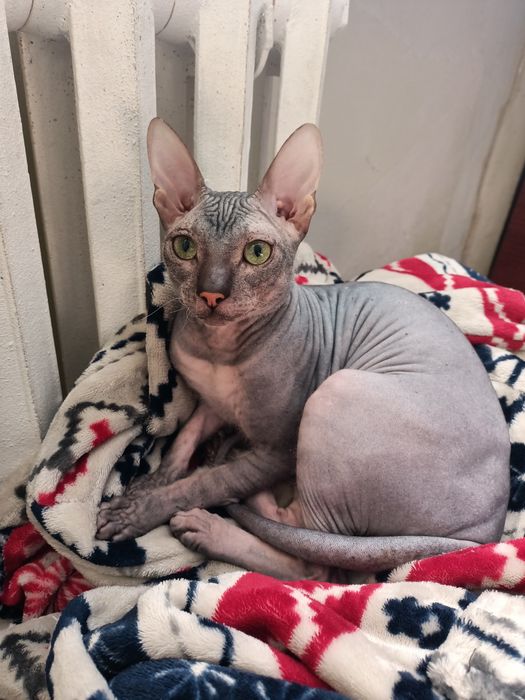 Кот сфинкс предлагает услуги альфонса