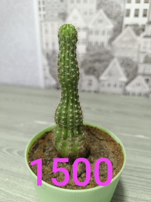 Продам недорого цветы