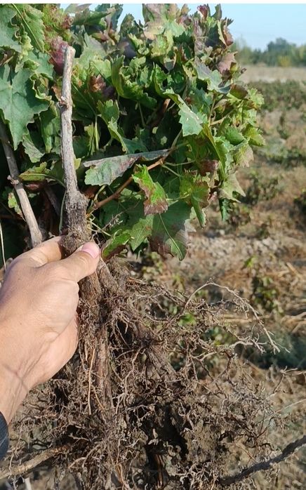 Avatar, Manikyur fingur, Lamborgini uzum kuchatlari