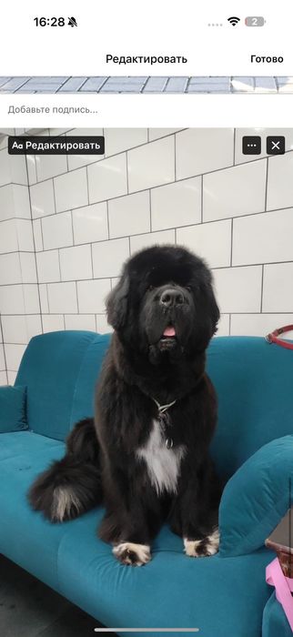 Щенок Ньюфаундленда