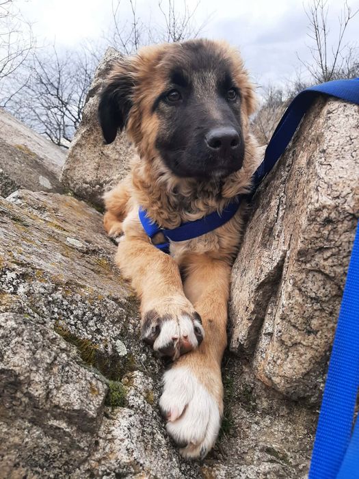 Мъжко кученце на 4-5 месеца търси спешно дом!