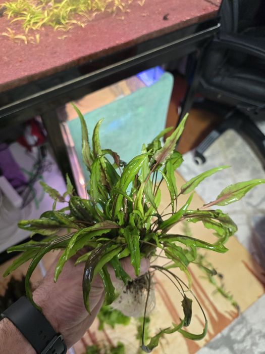 Растения для аквариума