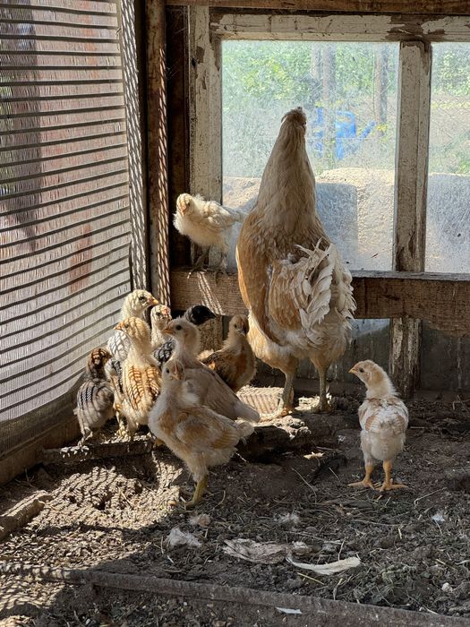 Продам домашних цыплят
