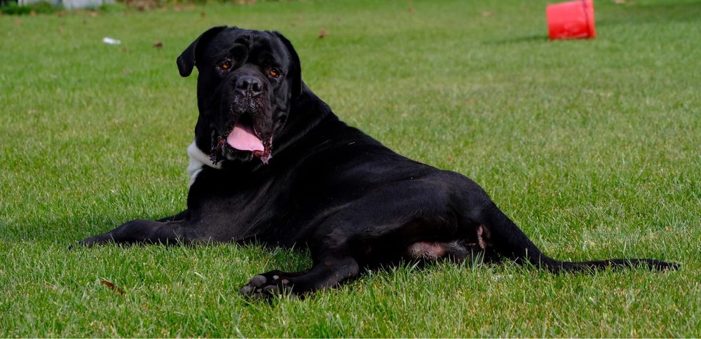 Cane corso cu pedigree FCI de tip A
