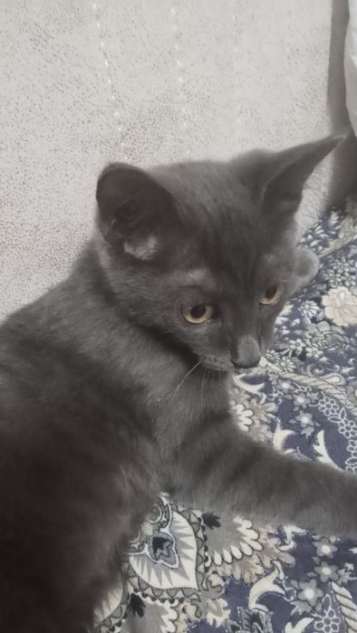 Кошка русская голубая
