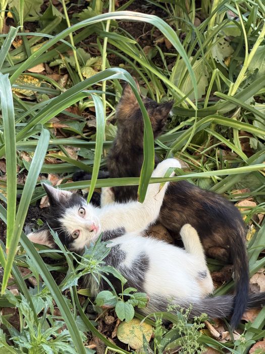 Бездомные котики
