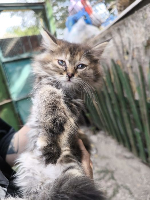 Отдам котят в хорошие руки