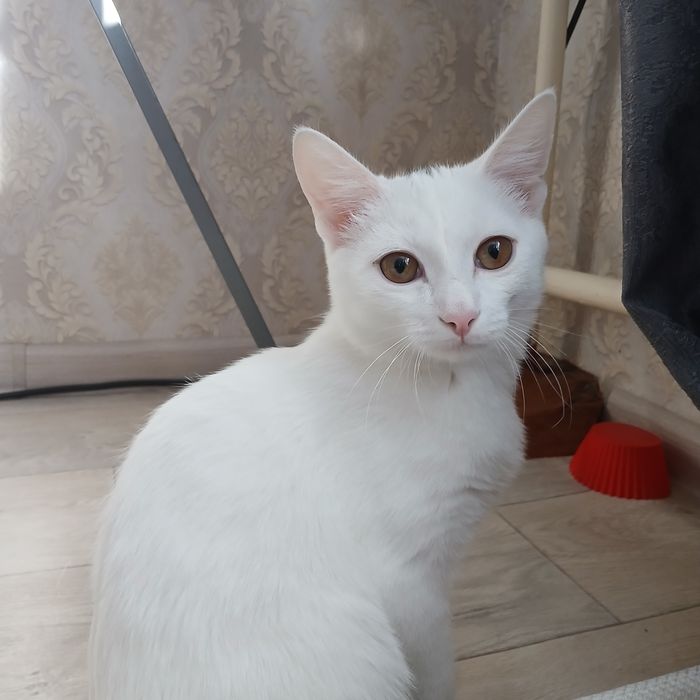 Отдам белую кошку