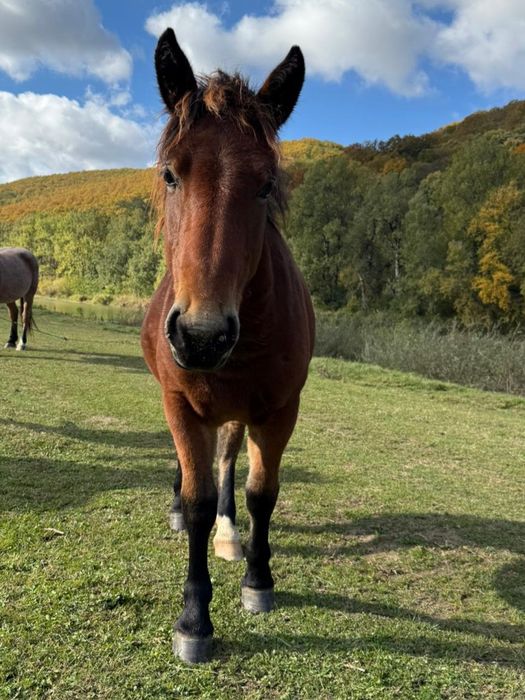 Vând o mânză 1 an jumate