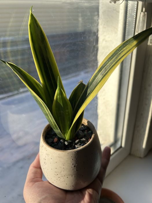 Продаются комнатеые цветы