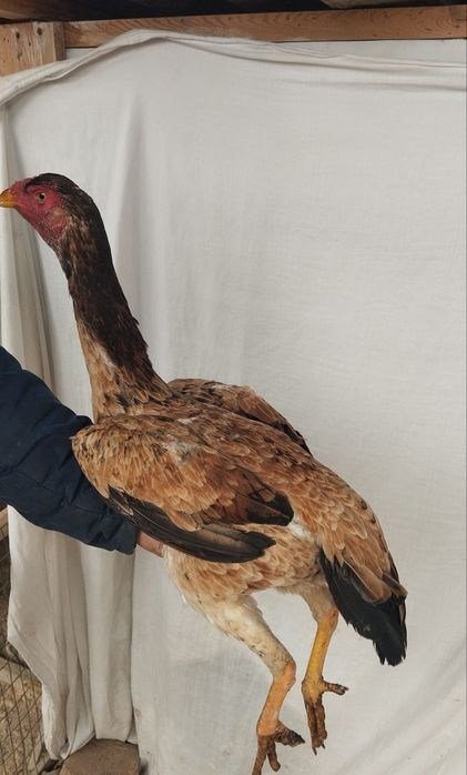 Sotiladi Toza kareya makiyonla!!