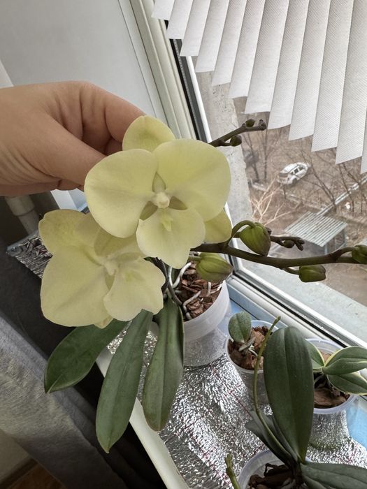 Орхидея фаленопсис