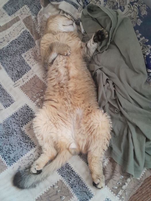 Скоттиш фолд шотландская вислоухая окрас золотая шиншилла ny25