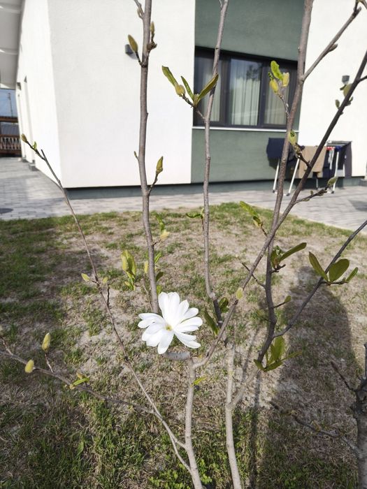 Magnoliu alb/ Magnolie alba