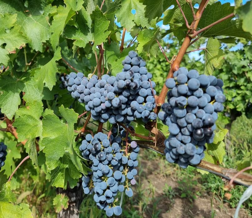 Vând struguri de vin productie proprie 2026
