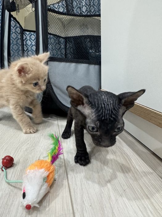 продам котят сфинксов бронь