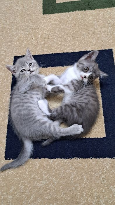 Scottish highlend va British fold bolalari