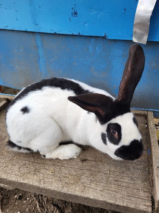 Iepuroaică fluture german