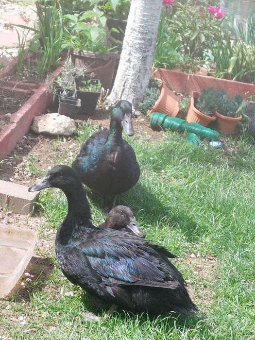 2rate cayuga si un ratoi
