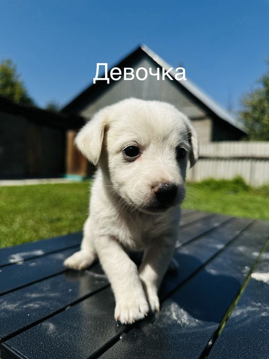 Срочно. 6 щенков ищут дом