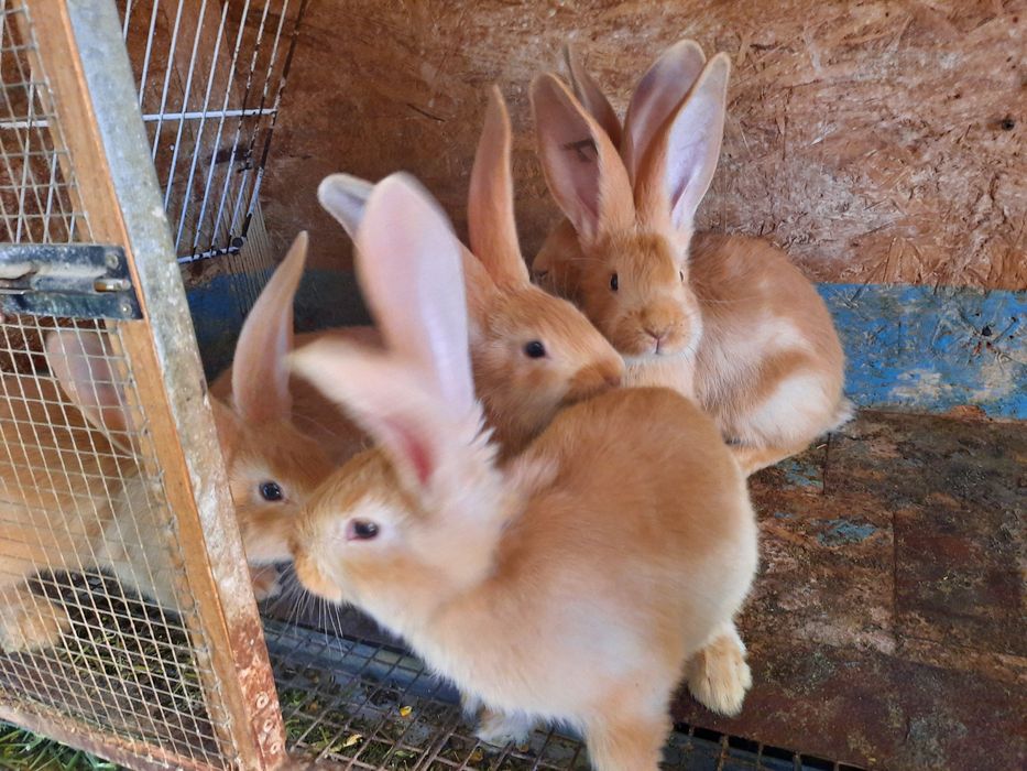 Iepuri urias german galben