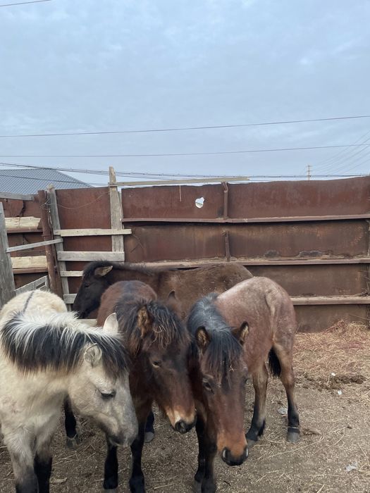 Қызылқоғасынын жабағасы