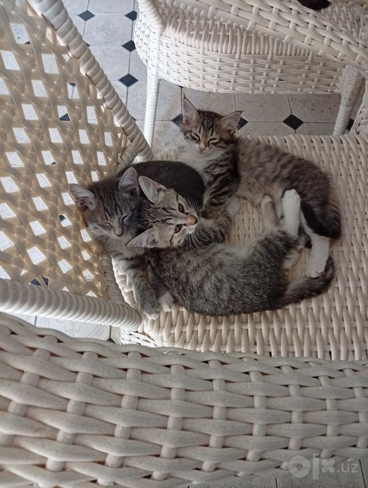 Котёнки в добрые руки — милые и игривые