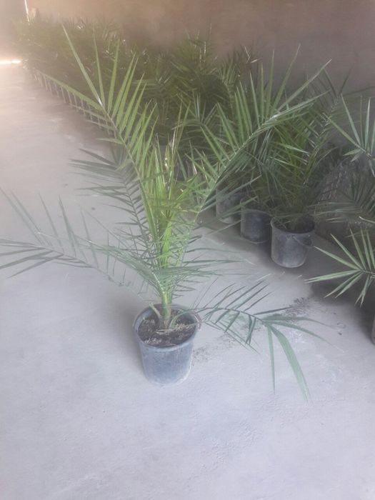 Пальма финик канарский Palma Finik, Hona gullari, комнатные растения