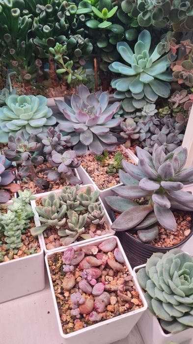 Суккуленты продажа