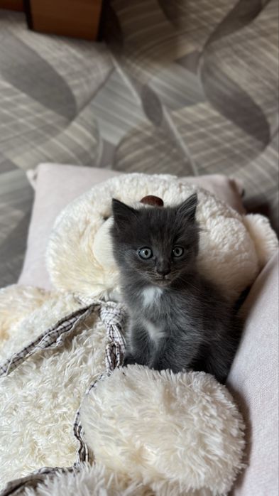 Отдам котят, мальчик и девочка !