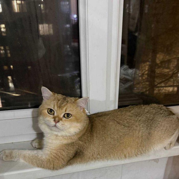 кот 2 года окрас Золотая ШИНШИЛЛА NY 12