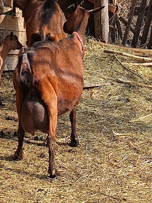 Iezi alpina franceza
