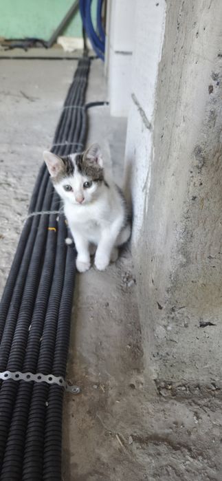 Pisici pentru adoptie