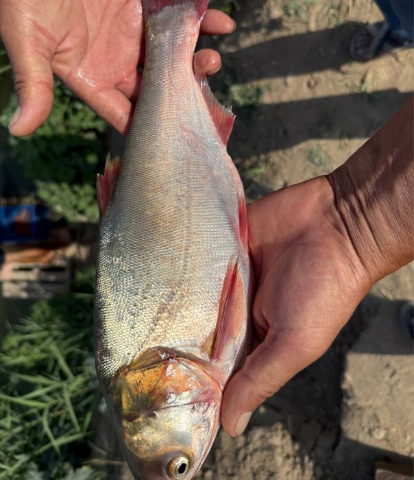 Сазан / Толстолоб / Беламур — сифатли ва ширин балиқлар!