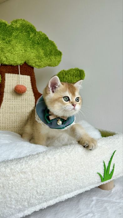 Baietel British Shorthair Chinchilla Gold , cu certificat Pedigree