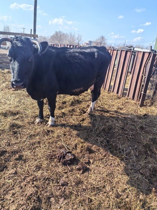 Продам 2ве дойные коровы