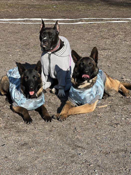 Инструктор по вязкам для собак