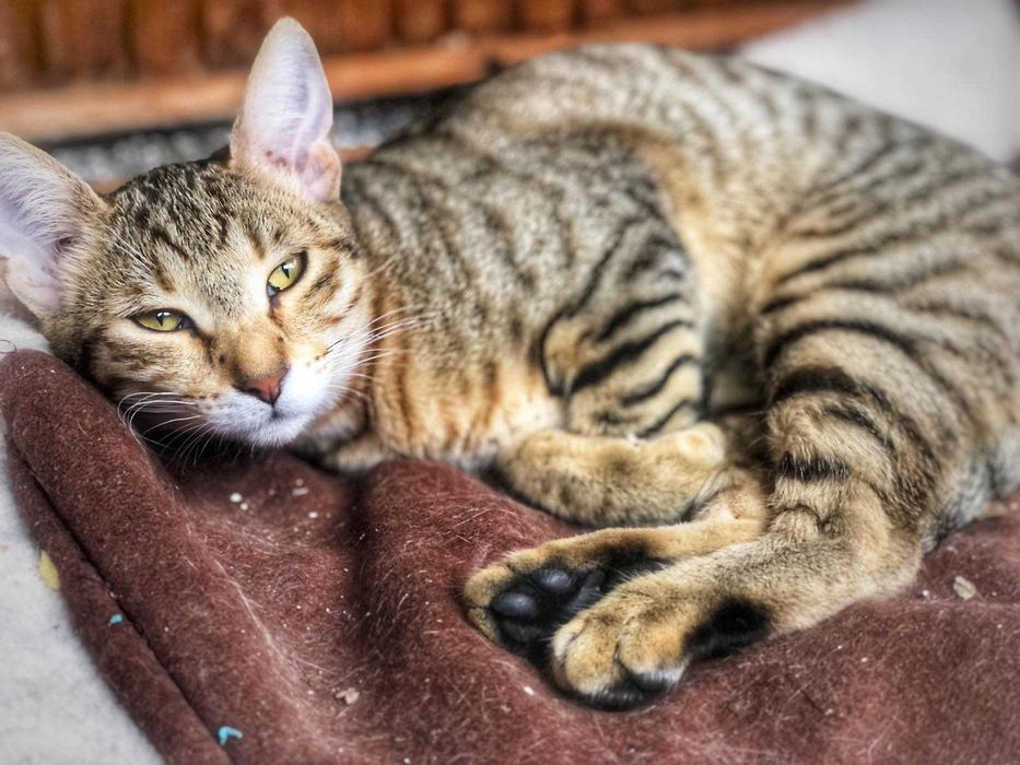 Женско коте на 6 месеца