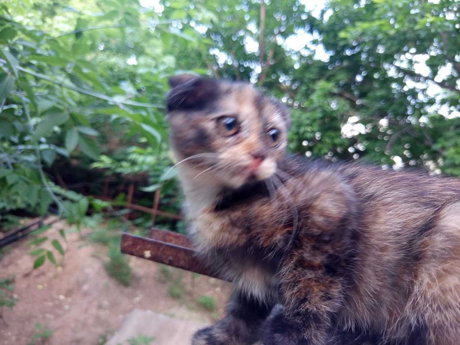 Вислоухая коська шотландка