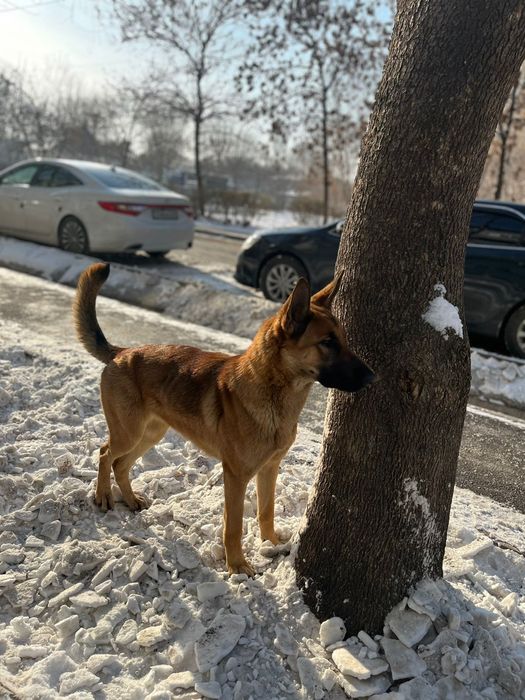 Продается собака