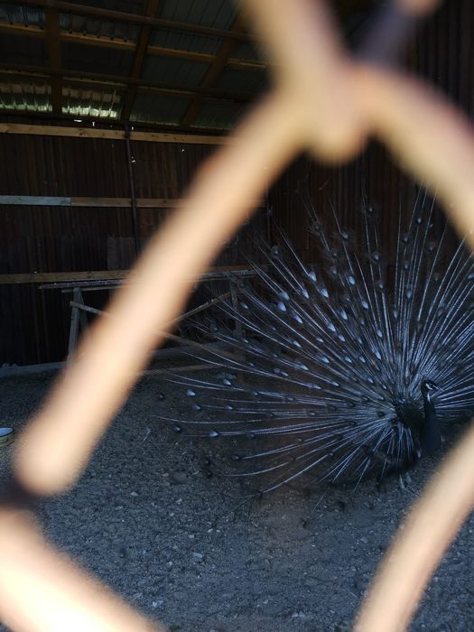 Vând un Păun opal cu ochi alb vârstă 8 luni  650 lei bucata