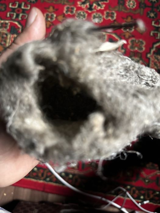 Құрқылтайдың ұясы . Гнездо ремеза