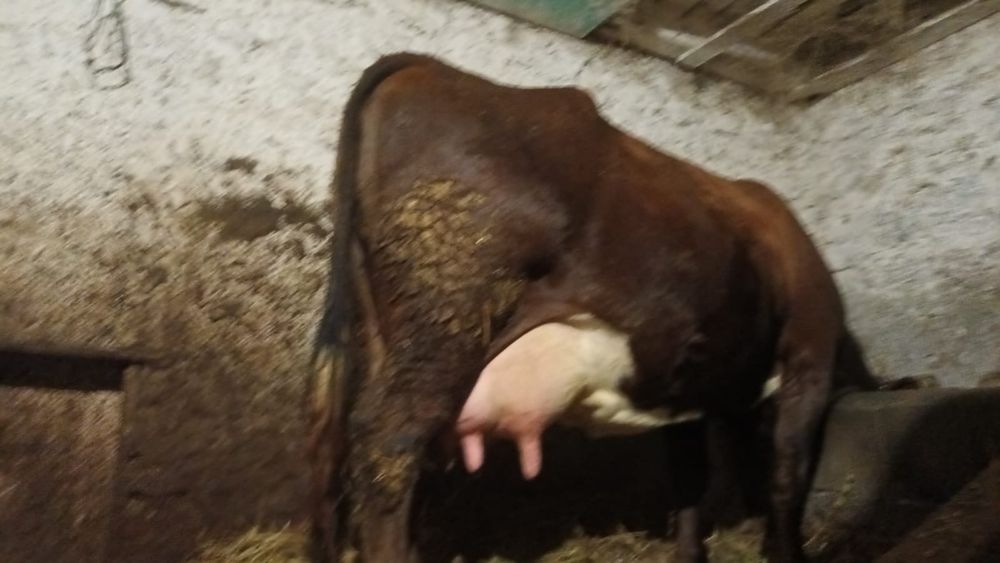 Vând vacă rasa celsy