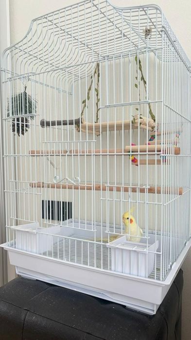 Продам попугая кореллу