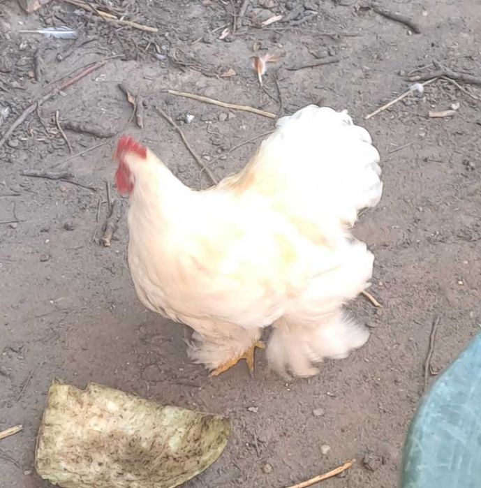 Cocosi Concina pitic