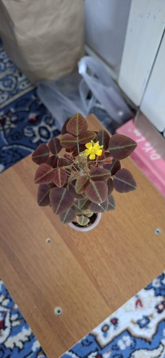 Фикус бенджамина