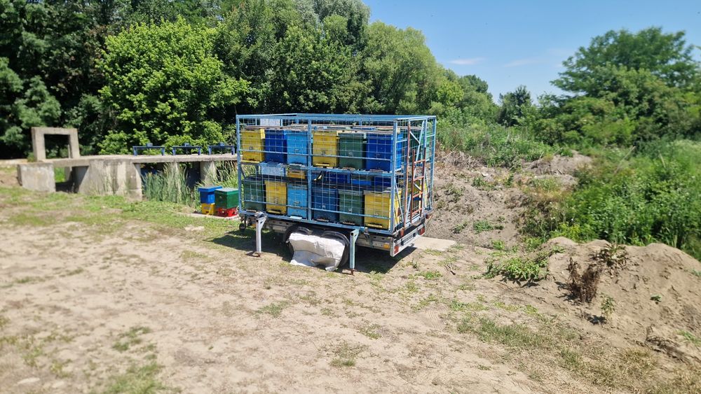 Vand familii   albine  împreună cu rastel si remorca