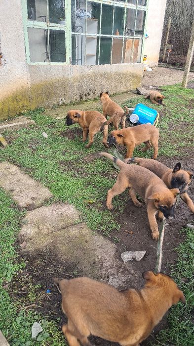 Малиноа - белгийска овчарка