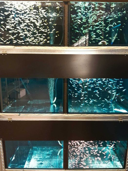 Всеки ден е черен петък!